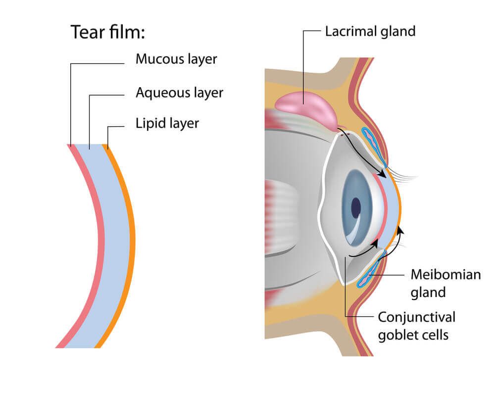 Tear film illustration